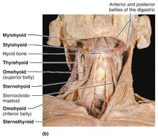 Muscles of the anterior neck and throat used in swallowing