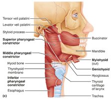 Muscles of the anterior neck and throat used in swallowing