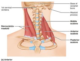 Muscles of the neck and vertebral column that move the head and trunk