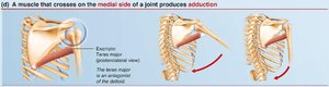 Medial side muscle action: adduction