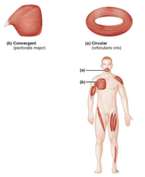 Convergent and circular fascicle arrangements