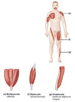 Pennate fascicle arrangements