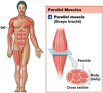 Parallel muscle (Biceps brachii)