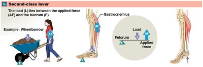 Second-class lever (ankle extension)