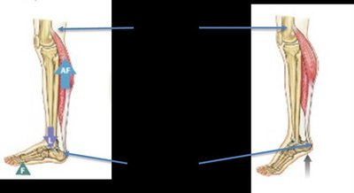 Origins and insertions of muscles