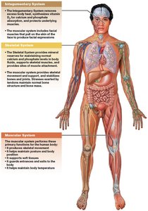 Integration of the muscular system with other body systems