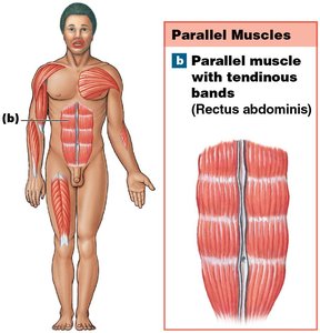 Parallel muscle with tendinous bands (Rectus abdominis)