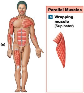 Wrapping muscle (Supinator)