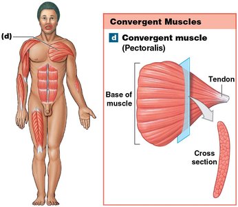 Convergent muscle (Pectoralis)