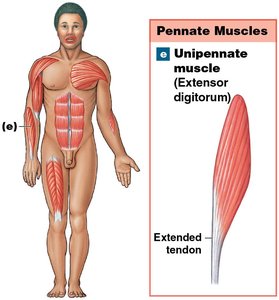 Unipennate muscle (Extensor digitorum)