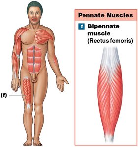 Bipennate muscle (Rectus femoris)