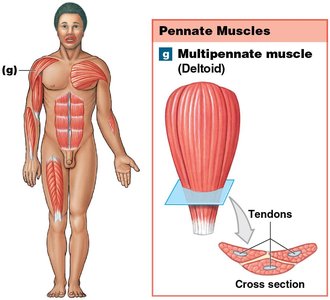 Multipennate muscle (Deltoid)