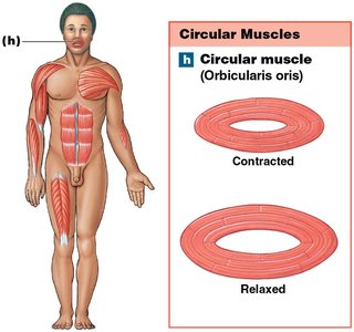 Circular muscle (Orbicularis oris)