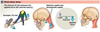 First-class lever (neck extension)