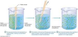 Diffusion and equilibrium