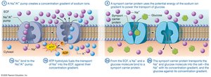 Secondary active transport