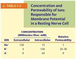 Table of ion concentrations and permeabilities