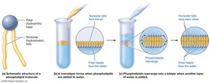 Phospholipid structure and bilayer formation