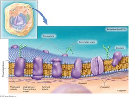 Fluid mosaic model of the plasma membrane