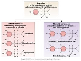 Diagram showing tyrosine as the parent amino acid for catecholamines and thyroid hormones