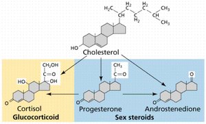 Diagram showing cholesterol as the precursor for steroid hormones