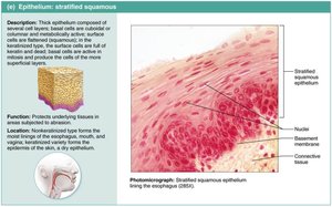 Stratified squamous epithelium: structure and photomicrograph