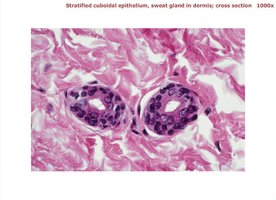 Stratified cuboidal epithelium: sweat gland cross-section