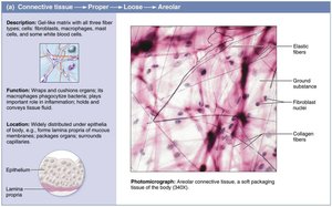 Areolar connective tissue: structure and photomicrograph