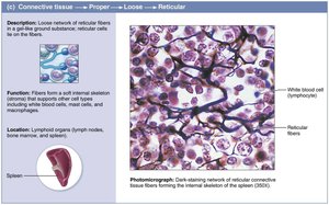 Reticular connective tissue: structure and photomicrograph