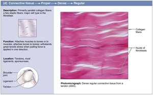 Dense regular connective tissue: structure and photomicrograph