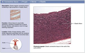 Elastic connective tissue: structure and photomicrograph