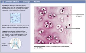 Hyaline cartilage: structure and photomicrograph