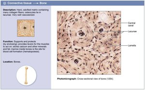 Bone tissue: structure and photomicrograph