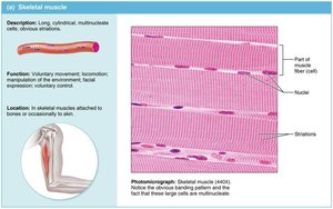 Skeletal muscle: structure and photomicrograph