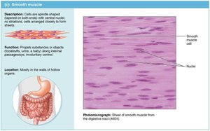 Smooth muscle: structure and photomicrograph