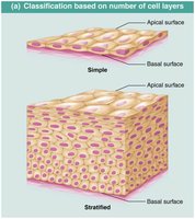 Classification of epithelia based on number of cell layers