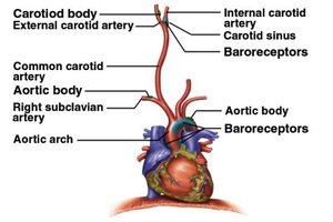 Chemoreceptors and baroreceptors in the heart and arteries