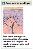 Free nerve endings
