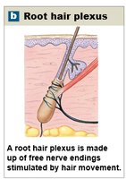 Root hair plexus