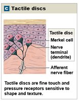 Tactile discs (Merkel discs)