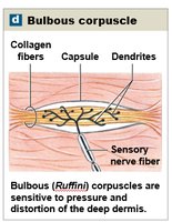 Bulbous corpuscle (Ruffini)