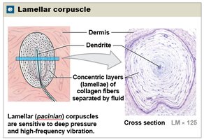 Lamellar corpuscle (Pacinian)