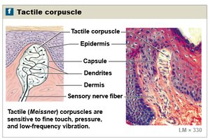 Tactile corpuscle (Meissner)