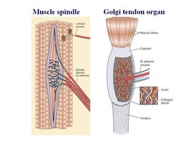 Proprioceptive receptors