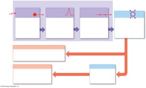 Overview of events in sensory and motor pathways