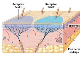 Receptive fields in the skin