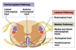 Corticospinal, medial, and lateral pathways in the spinal cord