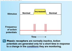 Phasic receptor response