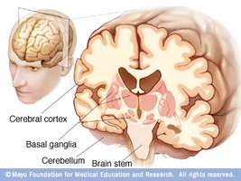 Basal ganglia and cerebellum in the brain