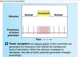 Tonic receptor response
